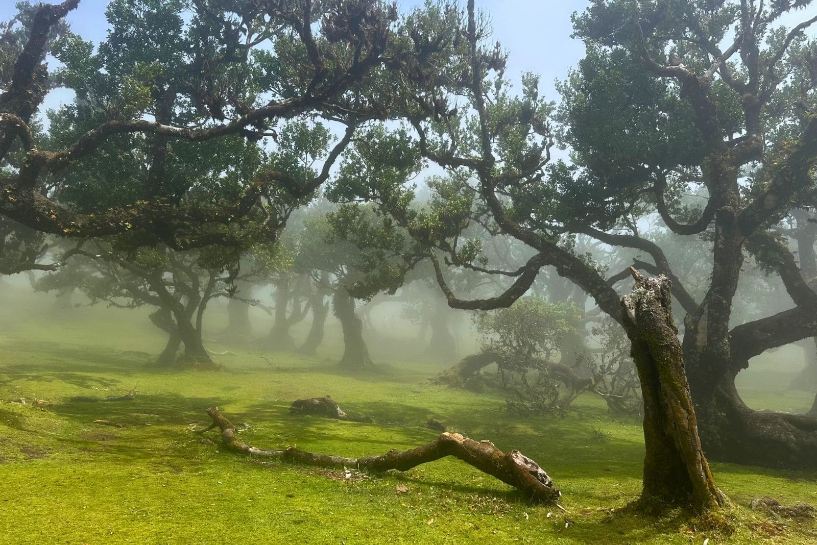 Fanal forest Madeira