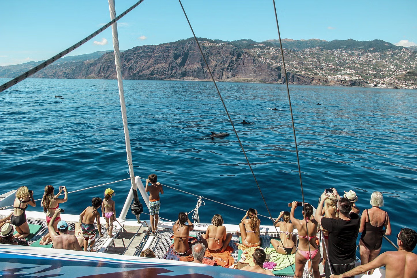 Whale & Dolphin Watching Madeira