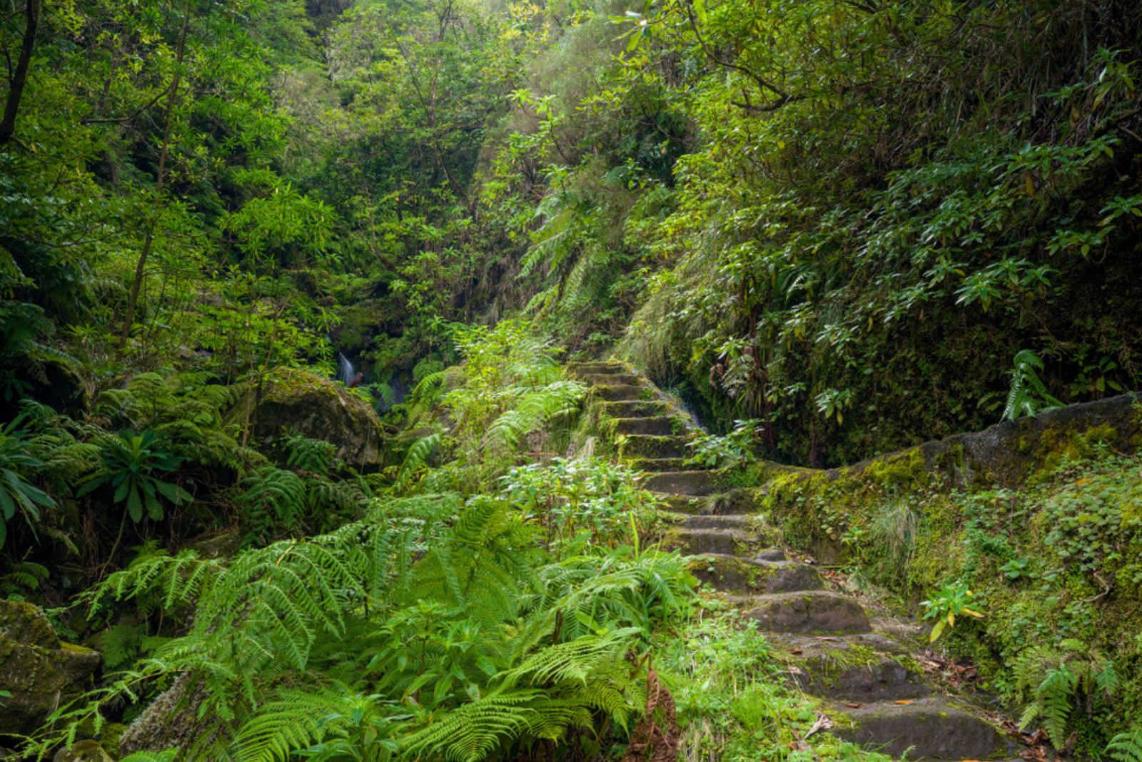 Najlepsze trasy spacerowe Levada na Maderze (2026)