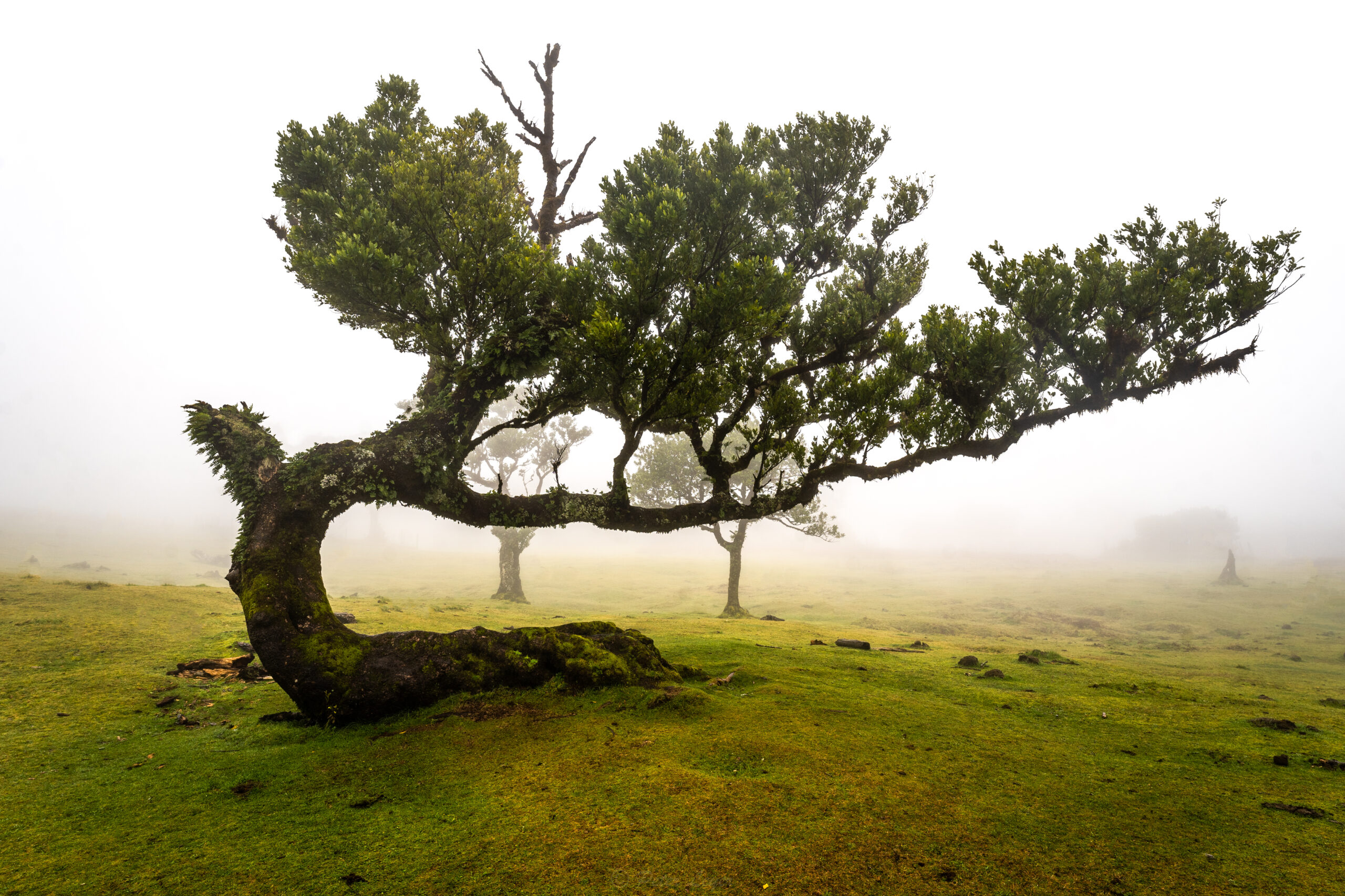 Fanal forest Madeira laurel trees West tour
