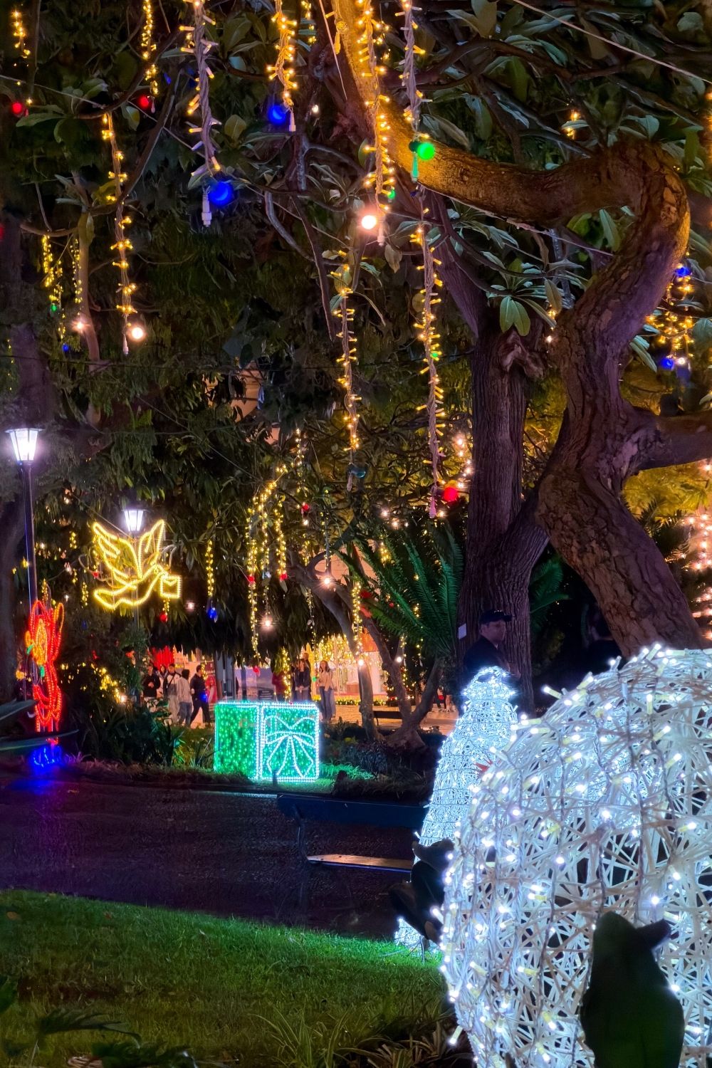 Jardim Municipal Christmas lights Funchal photo 3