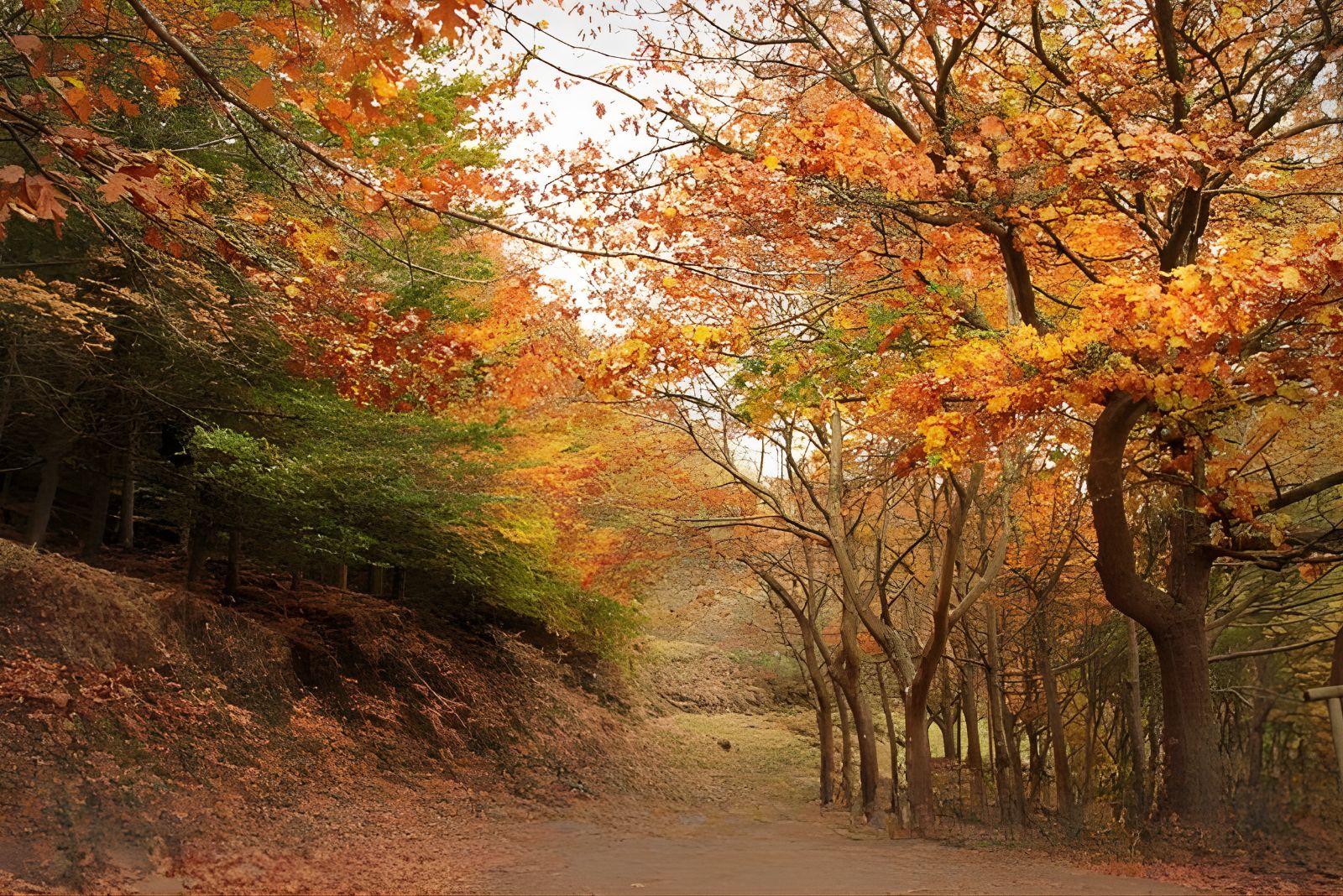 Autumn colours on Madeira island with golden light through forest and mountain landscape